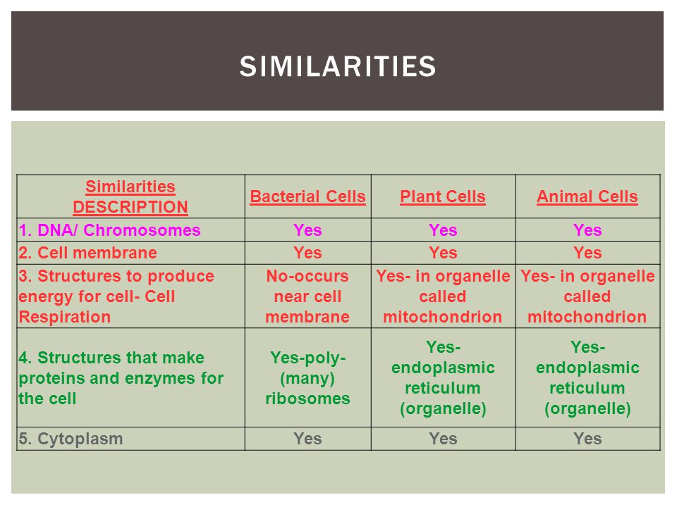 Compare eukaryotic and prokaryotic cells